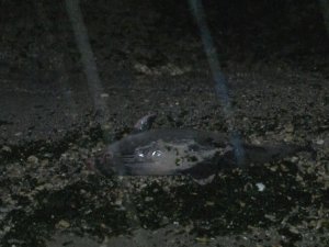 Yeşilköy’de yunus balığı kıyıya vurdu