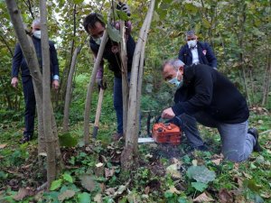 Ordu Valisi fındık sürgünü temizledi
