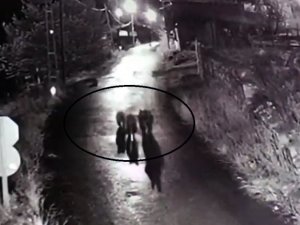 Köyün sokaklarında dolaşan 3 ayı güvenlik kamerasına yansıdı