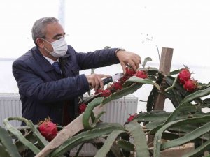 Hekim Sinan Tıbbi Bitkiler Merkezi’nde ejder meyvesi ve muz hasadı