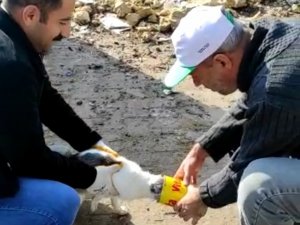 Kafası teneke kutuya sıkışan kediyi, İlçe Orman Şefliği ekipleri kurtardı