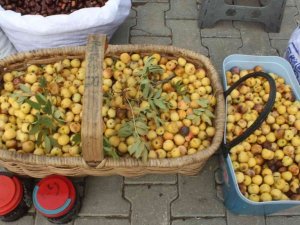 Sezonun ilk üvezi, tezgahlarda yerini aldı