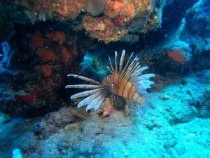Kızıldeniz’den gelip Akdeniz’i istila eden balık türü sayısı, 66’ya yükseldi