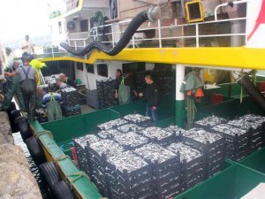 Balıkçılar denizden tonlarca hamsi ile döndü, fiyatı 10 TL’ye kadar düştü