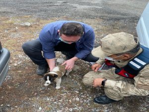 Yaralı halde bulunan yavru köpek tedavi altına alındı