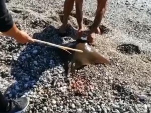 Antalya’da balık tutan bir kişinin oltasına vatoz balığı takıldı