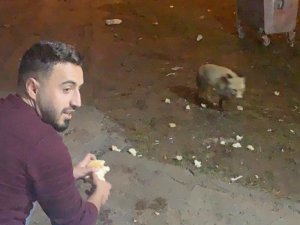 Karslı gençler adını Şükür koydukları tilkiyi elleriyle besliyor
