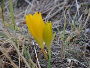 Yılın son nergisleri çiçek açtı