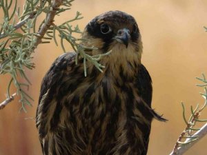 Van Gölü Havzası’ndaki yaban hayvanları doğaya kazandırıldı