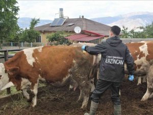 Erzincan’da salgın hastalıklara karşı hayvan aşılamaları sürüyor