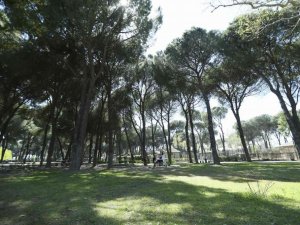 Aydın’da 8 milyon fidan dikilecek