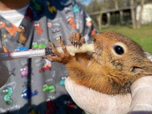 Hayvan saldırısından kurtarılan yavru sincaplara özel olarak bakılıyor