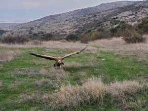 Bitkin halde getirilen kızıl akbaba tedavi edilerek doğal ortama salındı
