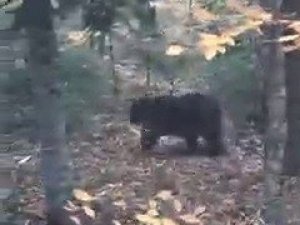 Karşılaştıkları ayıyı görüntülemek için yarıştılar