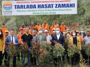 Marmaris’te yer fıstığında ikinci hasat