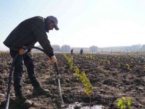 Keçiören’de 3 bin fidenin bulunduğu bağda kış hazırlığı