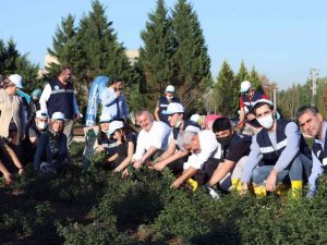 KOÜ’de hasat ve dikim şenliği
