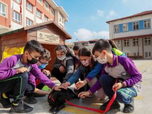Her okula bir sokak köpeği