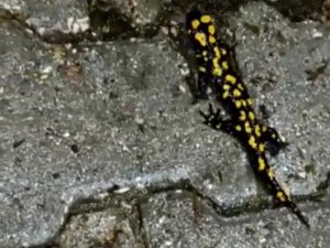 Koruma altında bulunan Anadolu semenderi Elazığ’da görüntülendi