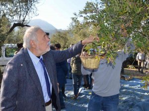 Prof. Dr. Ortaylı Kırkağaç’ta kendi zeytinini hasat etti