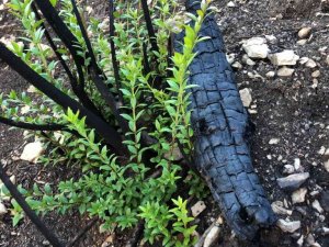 Sütçüler’de küle dönen orman yeşillenmeye başladı