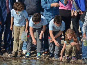 Dikili’de denize 15 bin adet yavru balık bırakıldı