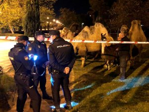 İspanya’da sirkten kaçan 8 deve ve bir lama sokakta dolaşırken bulundu