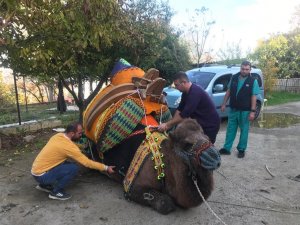 Develer havutlarını kuşandı