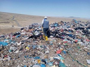 Karasinek üreme alanları ilaçlanıyor