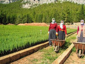 Orman yangınlarında yok olan bir ağaç karşılığı bin fidan yetiştiriliyor