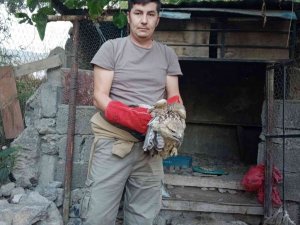 Yaralı şahin tedavi altına alındı