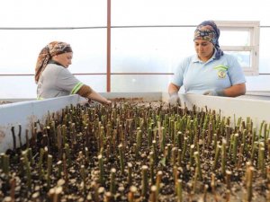 Yüreğir Belediyesi ihtiyacı olan fidan ve çiçekleri kendi üretiyor