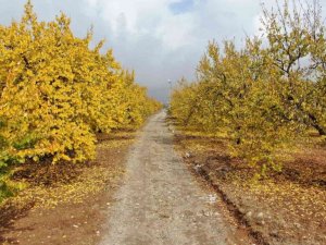 Elazığ’da ‘altın yaprakların’ sonbahar güzelliği