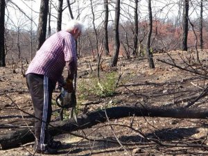 Manavgat’ta yanan ormanlık alanlar fidan dikimine hazırlanıyor