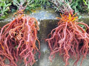 Efsanelere konu olmuştu, ilk hasadı gerçekleşti