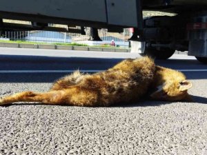 EKODOSD, karayolunda ölen yaban hayvanlarına dikkat çekti