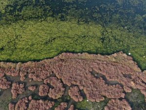 İzmir’i deniz marulu sardı