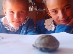 Yavru kaplumbağaya öğretmen ve öğrenciler sahip çıktı
