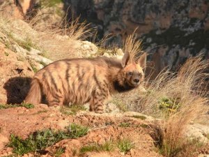 Çizgili sırtlanlar insan tehdidi altında