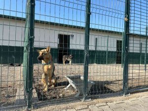 Polatlar sokak hayvanları bakımevi ve rehabilitasyon merkezinde çalışmalar hızla devam ediyor