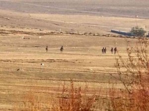 Kars’ta yılkı atlarının köpekleri kovalaması kameraya yansıdı