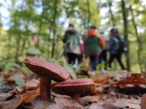 Sonbaharı yaşamak isteyen oraya koşuyor