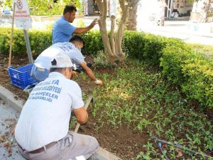 Kemer’de 30 bin çiçek dikildi