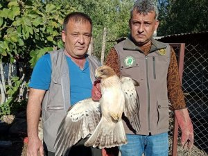 Yaralı kartal tedavi altına alındı