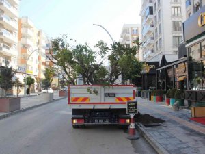 Van’da kuruyan ağaçların yerine yenileri dikildi