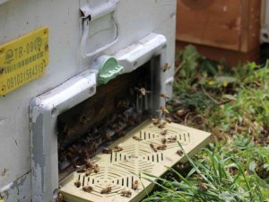 Bu yıl Aydın ovasından ’bal’ akmadı