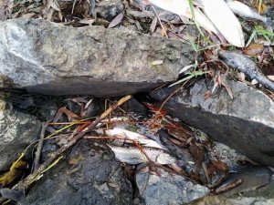 Balık ölümleri tedirgin ediyor