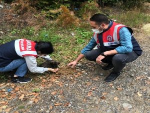 Yaralı köpeğe jandarma şefkati