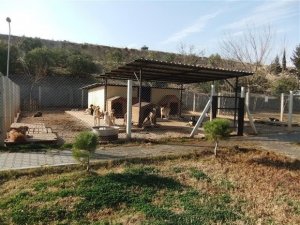 Emet Belediyesi’nin geçici hayvan barınağı çalışmaları sürüyor