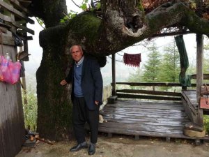 Asırlık meşe palamuduna gözleri gibi bakıyorlar